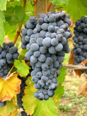 Nebbiolo