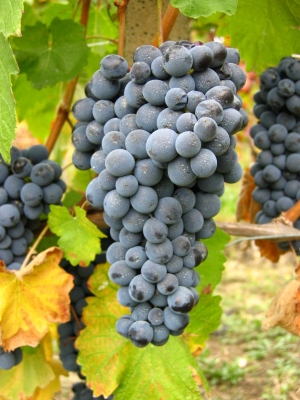 Nebbiolo