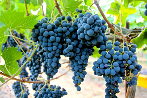 Sangiovese