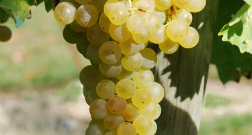 Trebbiano