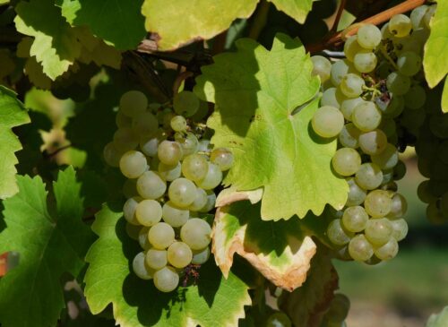 Verdicchio