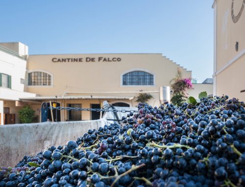 Prestigious awards obtained this year by the Cantine De Falco winery
